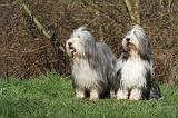 BEARDED COLLIE 363
